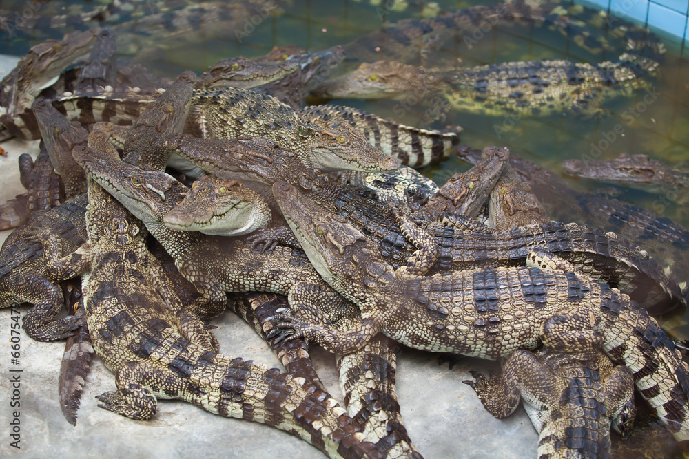 Crocodile , The Alligator Crocodile , The Alligator