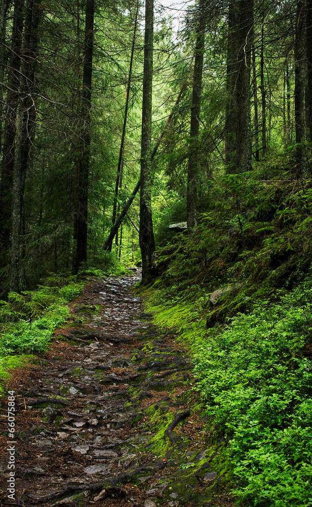 Mysterious forest path Mysterious forest path