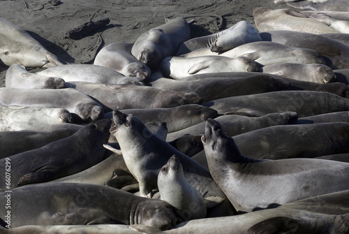 Elephant Seals, California Coast