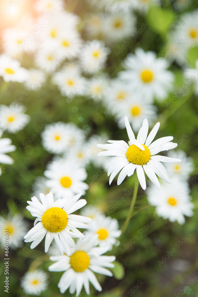 Fototapeta premium camomile