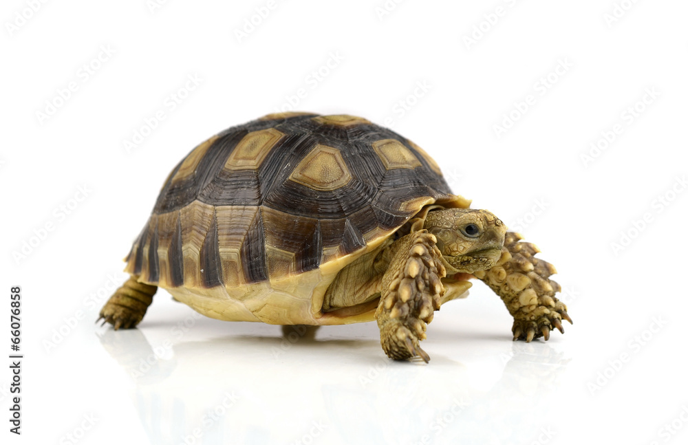 Fototapeta premium turtle