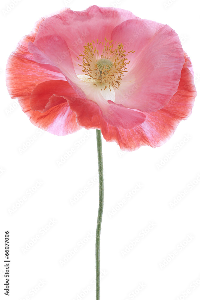 Fototapeta premium poppy