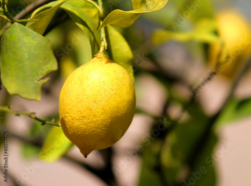 yellow lemon on the soles of the Orchard