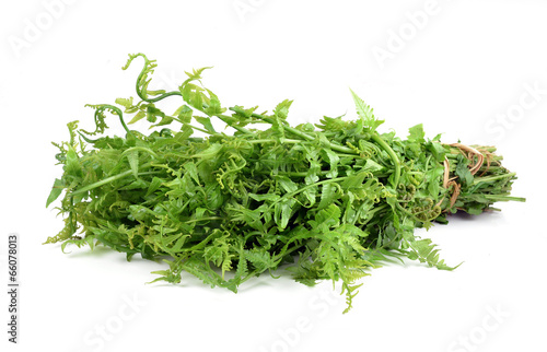 Vegetable fern