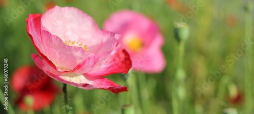 Coquelicots roses