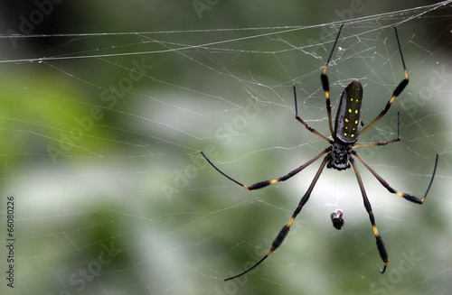 Slika na platnu Golden Orb spider