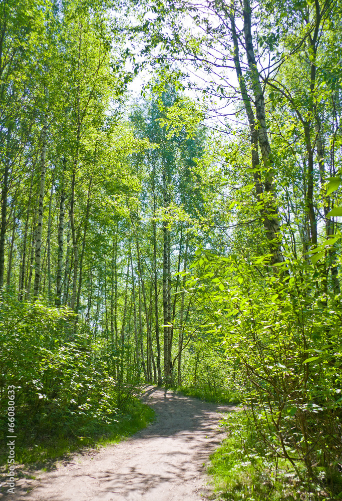 Obraz premium Path in summer forest
