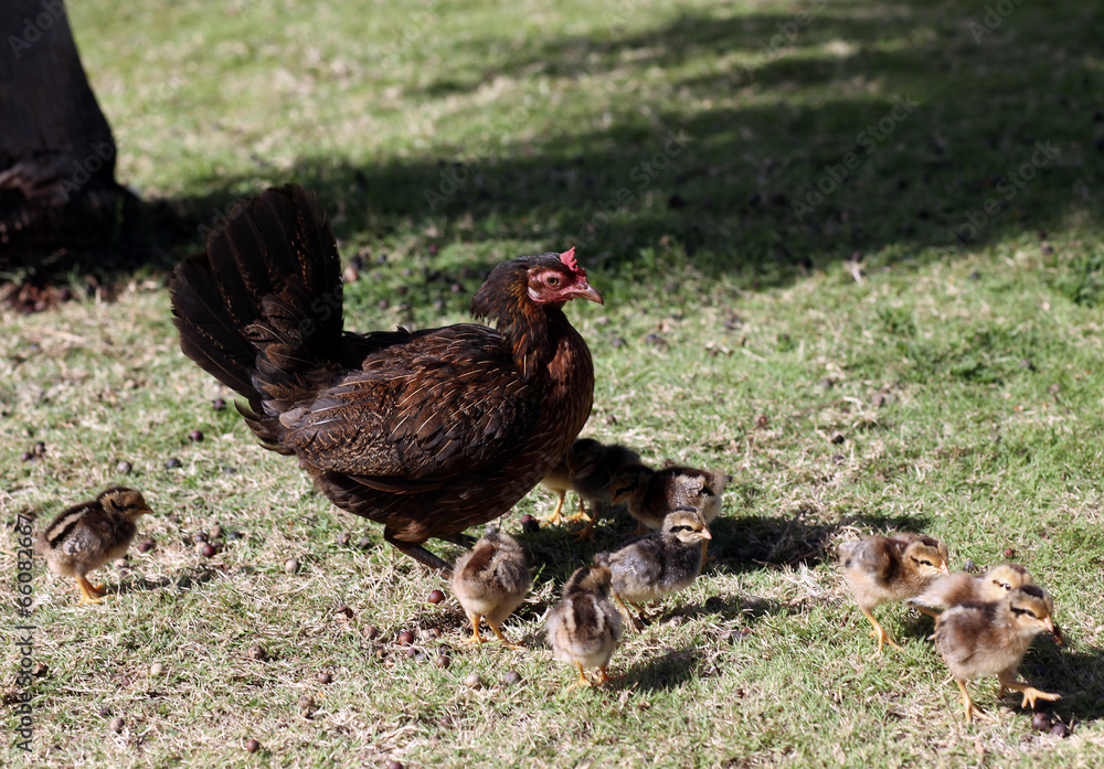 Fototapeta premium Hurricane Iniki Chickens