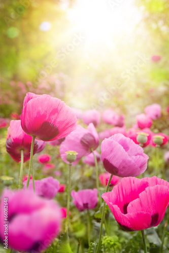 Fototapeta Naklejka Na Ścianę i Meble -  abstract Floral background