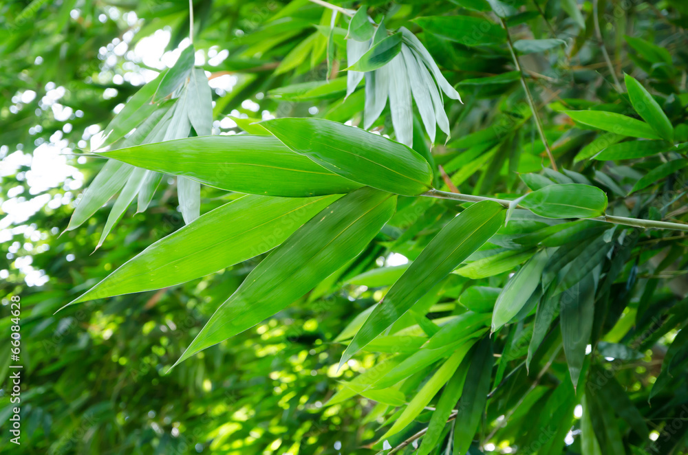 Obraz premium Bamboo leaves