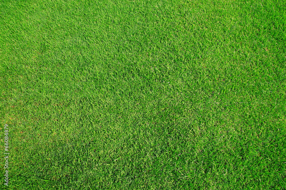 Naklejka green grass texture for background