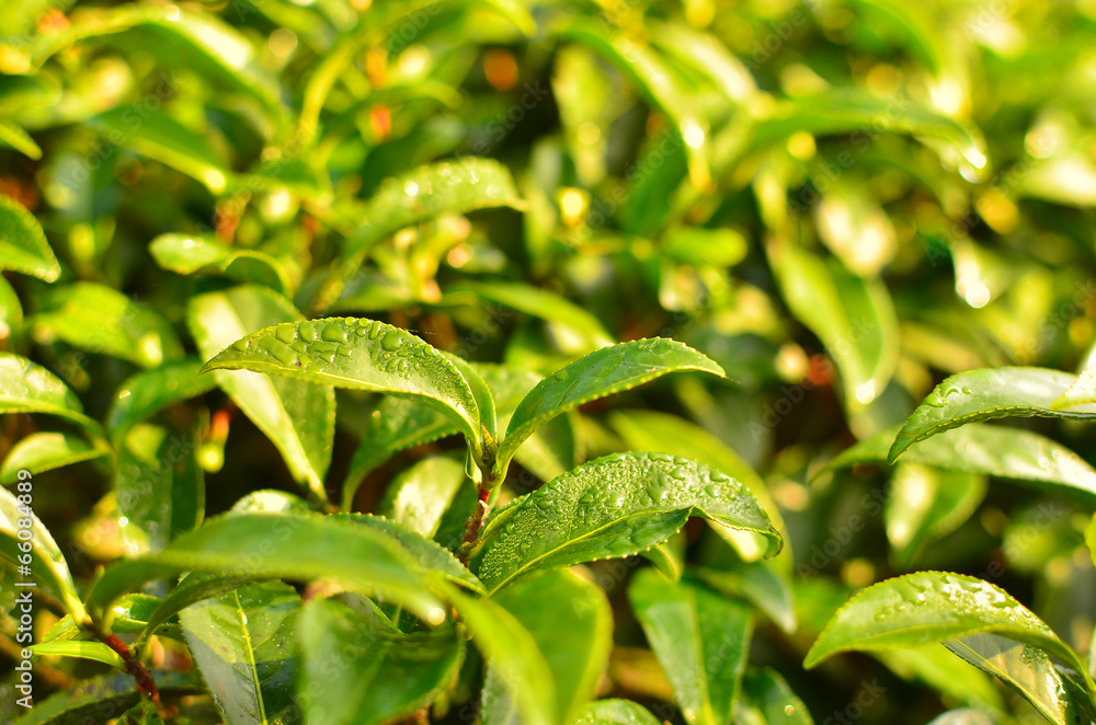 Obraz premium Tea Plantations