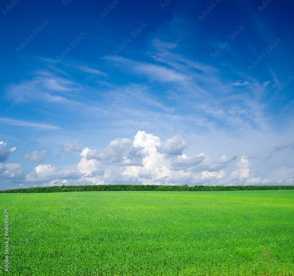 Field of grass and blue sky Field of grass and blue sky