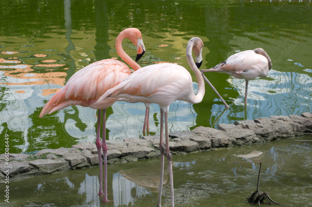  flamingos