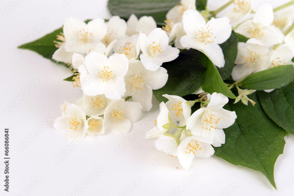 Beautiful jasmine flowers isolated on white