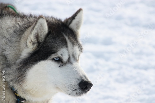 Husky in Iceland