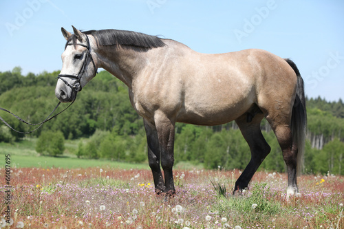 Fototapeta Naklejka Na Ścianę i Meble -  Beautiful grey horse with bridle in flowered nature