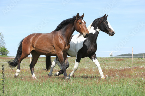 Two amazing horses running on spring pasturage