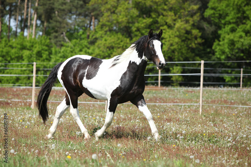 Gorgeous paint horse running on flowered pasturage