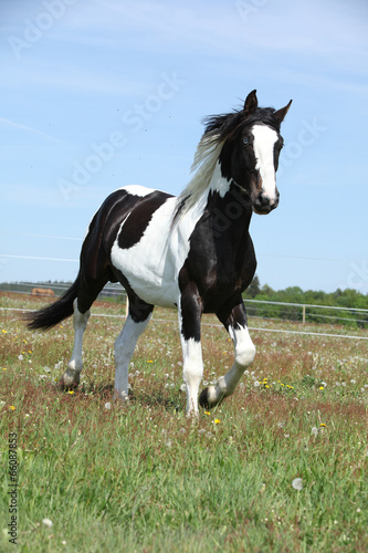 Fototapeta Naklejka Na Ścianę i Meble -  Gorgeous paint horse running on flowered pasturage