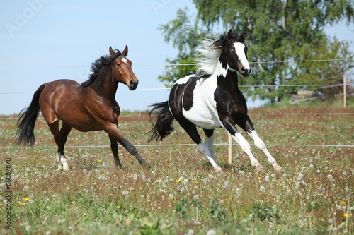 Fototapeta Naklejka Na Ścianę i Meble -  Two amazing horses running on spring pasturage