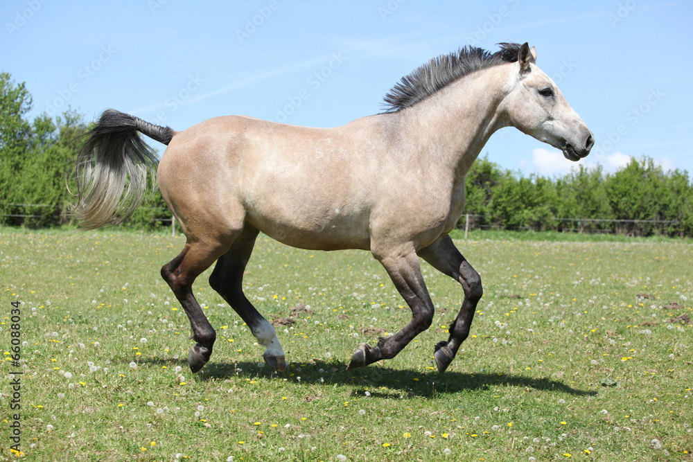 Nice grey horse running on pasturage Nice grey horse running on pasturage