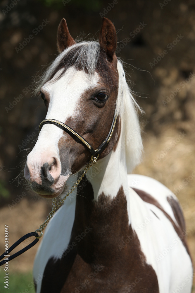 Obraz premium Portrait of beautiful skewbald pony