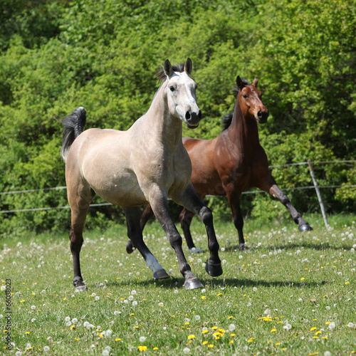 Two amazing horses running together