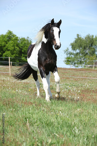 Fototapeta Naklejka Na Ścianę i Meble -  Gorgeous paint horse running on flowered pasturage