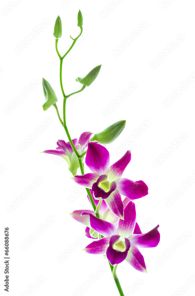 Fototapeta premium Orchind isolated white background