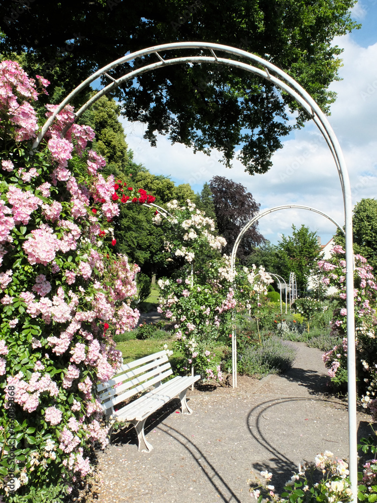 Rosengarten StockFoto Adobe Stock