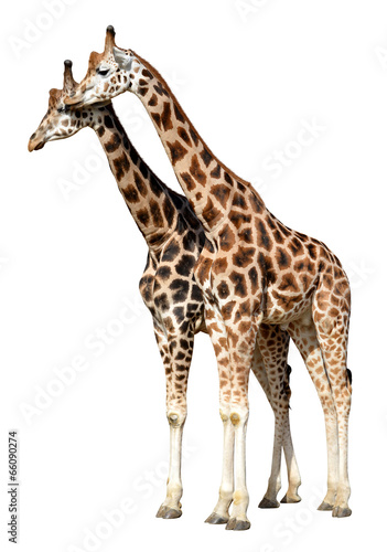 Fototapeta Naklejka Na Ścianę i Meble -  giraffes isolated on white background