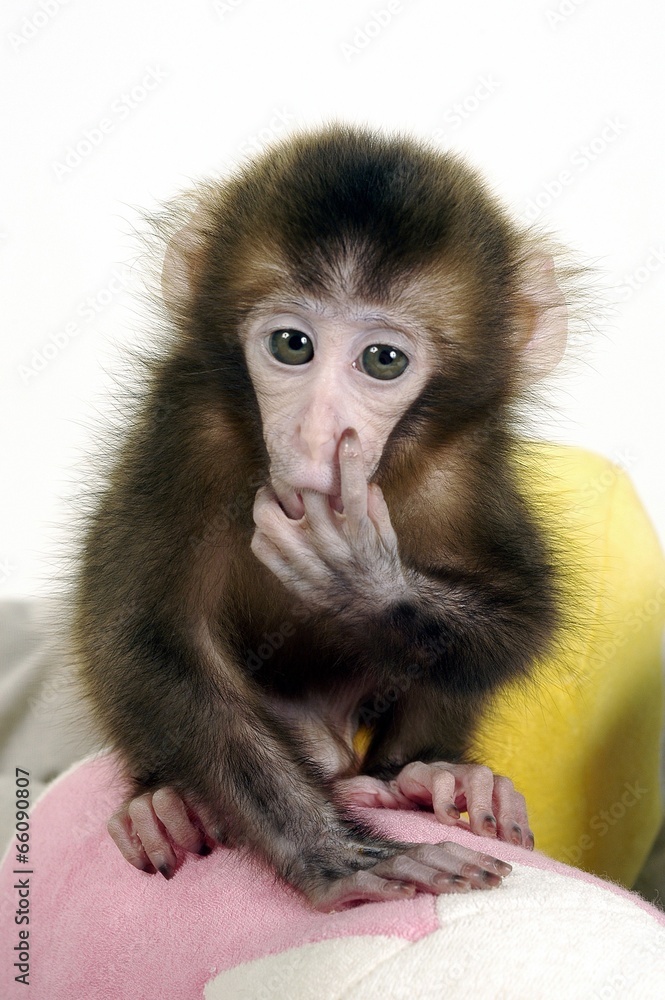 Fototapeta premium 귀여운 애완동물