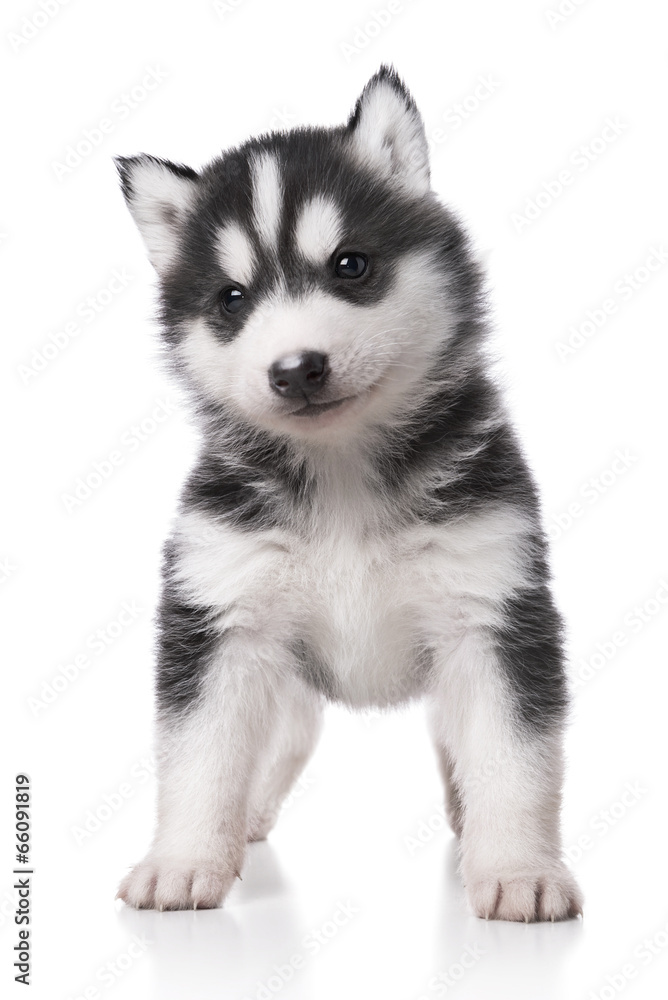 Cute little husky puppy isolated on white background