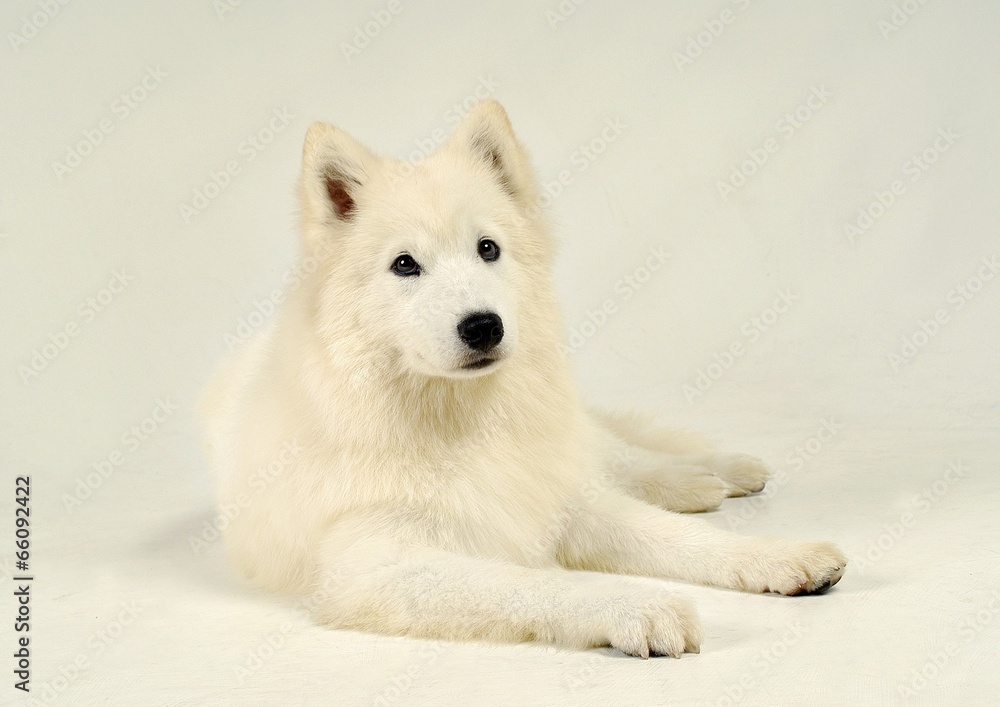 Naklejka premium 귀여운 애완동물