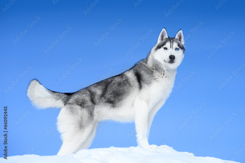 Siberian husky on blue sky background