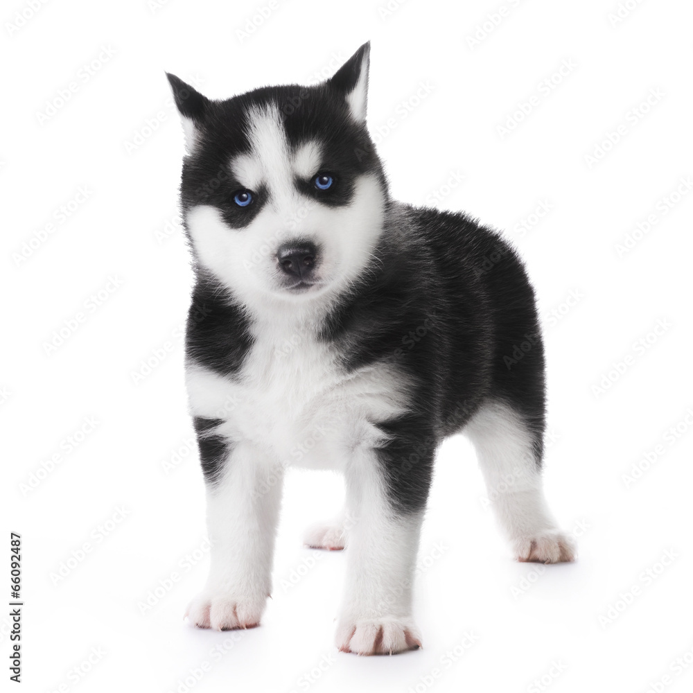 Cute little husky puppy isolated on white background Cute little husky puppy isolated on white background