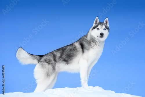 Siberian husky on blue sky background
