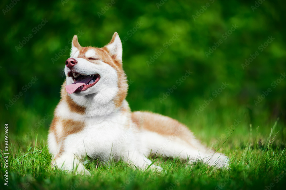 Cute siberian husky lying on green grass Cute siberian husky lying on green grass