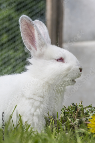 Kaninchen Albino