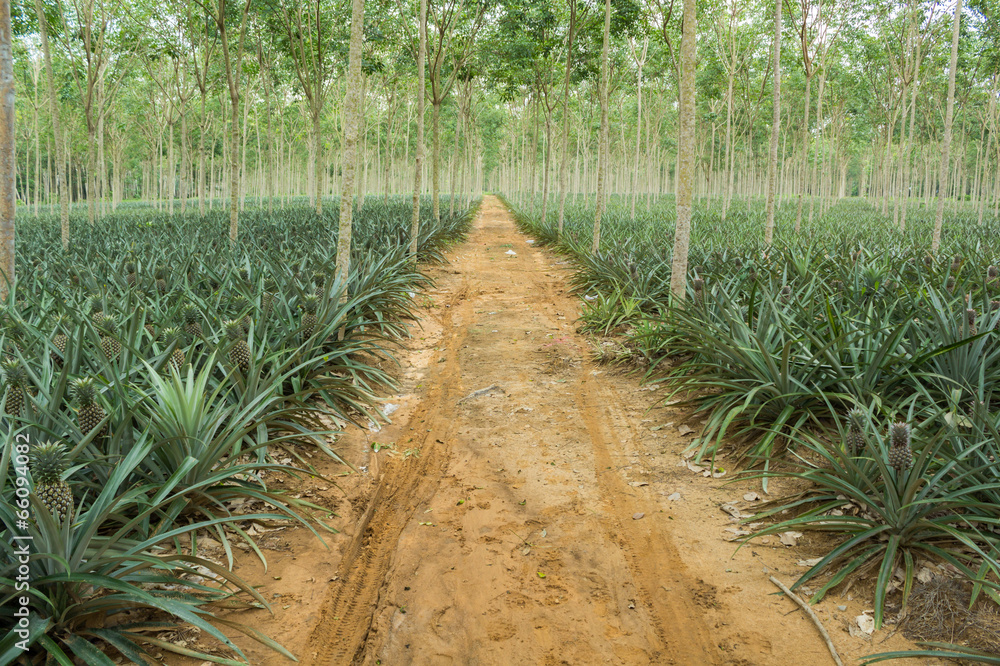 Pineapple plant field in rubber garden Pineapple plant field in rubber garden