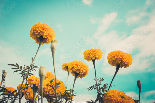 Marigolds or Tagetes erecta flower vintage photo