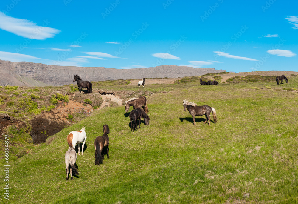 Icelandic horses Icelandic horses