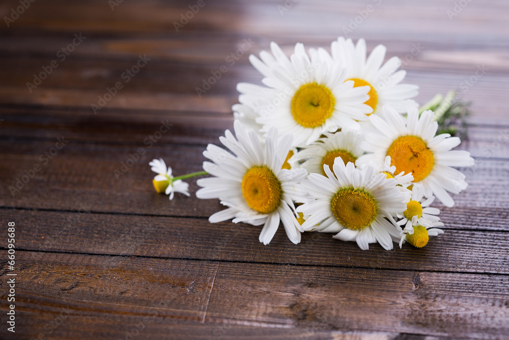 Obraz premium Daisy flowers
