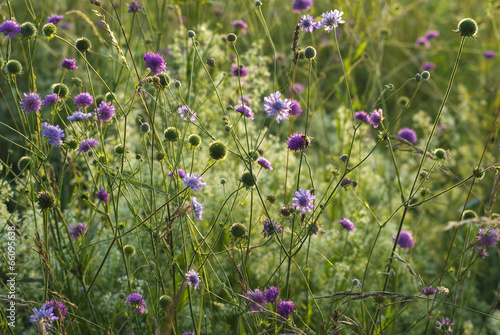 Konstfotografi Fiori di campo