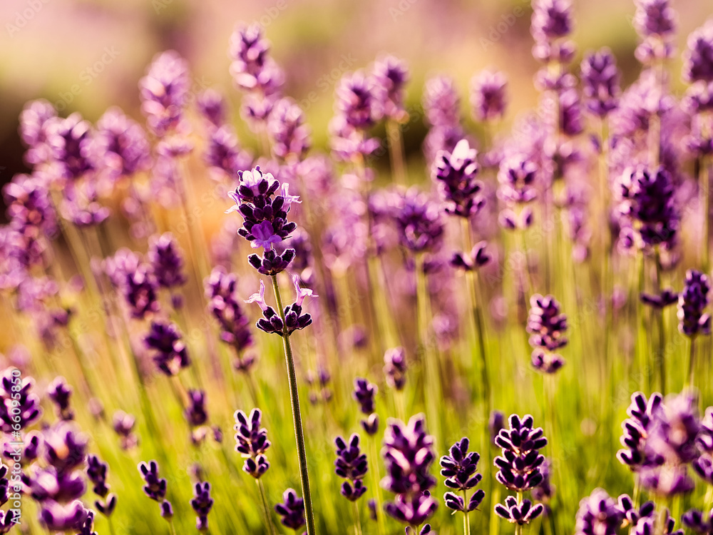 Fototapeta premium ラベンダー