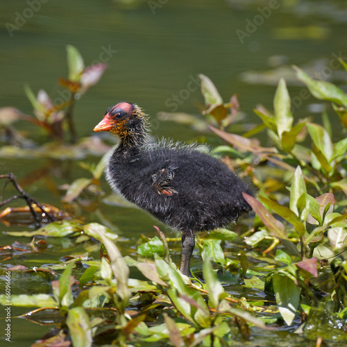 American Coot Baby