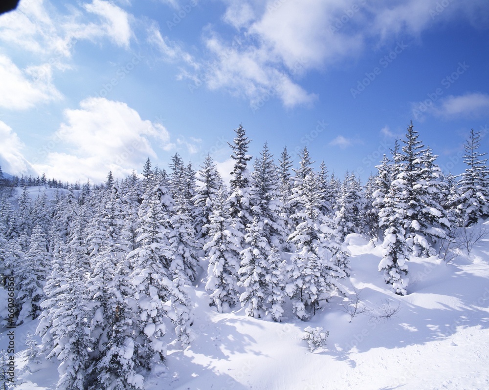 Fototapeta premium 계절풍경