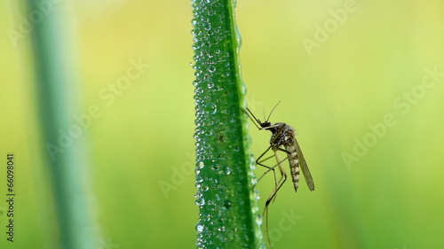 Mosquito on blade of grass against green background