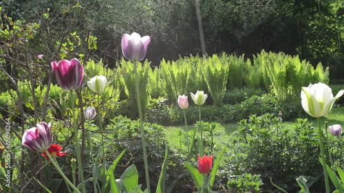 Rain water drops fall on tulip flower blooms and fern plants